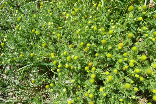 Rayless Chamomile